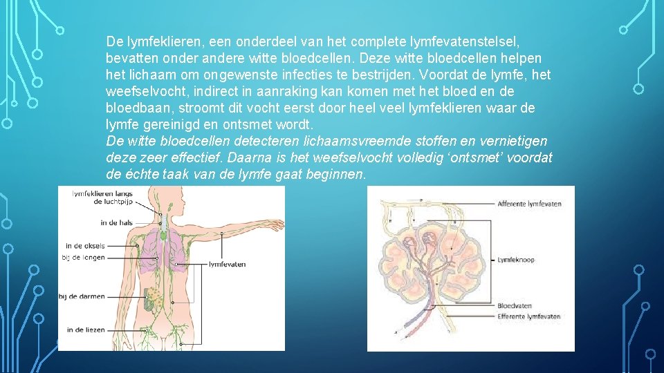 De lymfeklieren, een onderdeel van het complete lymfevatenstelsel, bevatten onder andere witte bloedcellen. Deze