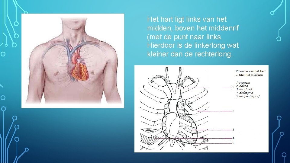 Het hart ligt links van het midden, boven het middenrif (met de punt naar