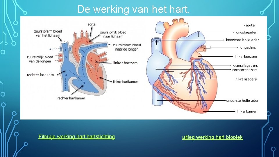 De werking van het hart. Filmpje werking hartstichting uitleg werking hart bioplek 