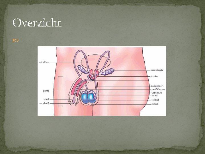 Overzicht Overzicht
