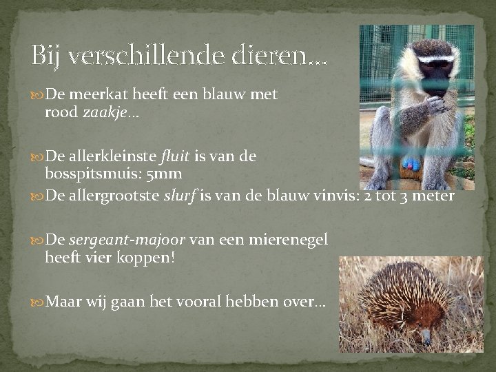 Bij verschillende dieren… De meerkat heeft een blauw met rood zaakje… De allerkleinste fluit Bij verschillende dieren… De meerkat heeft een blauw met rood zaakje… De allerkleinste fluit