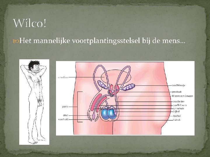 Wilco! Het mannelijke voortplantingsstelsel bij de mens… Wilco! Het mannelijke voortplantingsstelsel bij de mens…