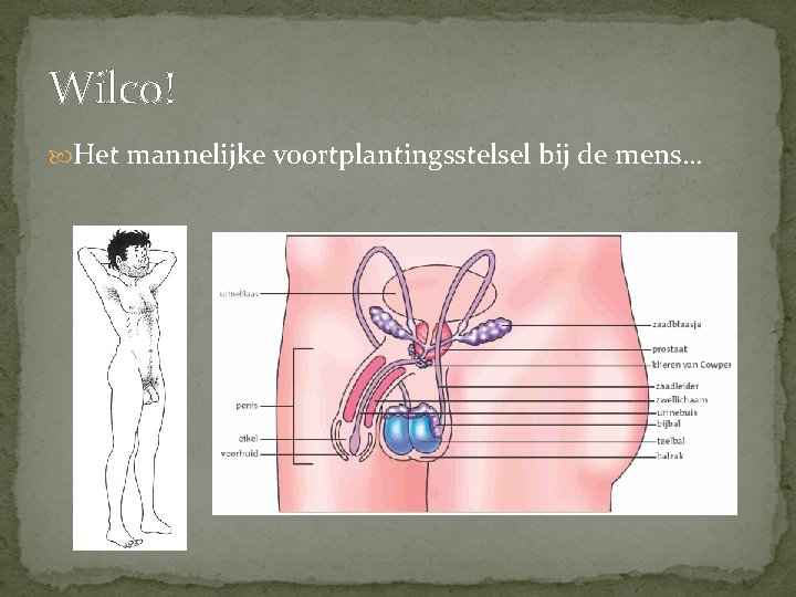 Wilco! Het mannelijke voortplantingsstelsel bij de mens… 