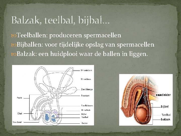 Balzak, teelbal, bijbal… Teelballen: produceren spermacellen Bijballen: voor tijdelijke opslag van spermacellen Balzak: een Balzak, teelbal, bijbal… Teelballen: produceren spermacellen Bijballen: voor tijdelijke opslag van spermacellen Balzak: een