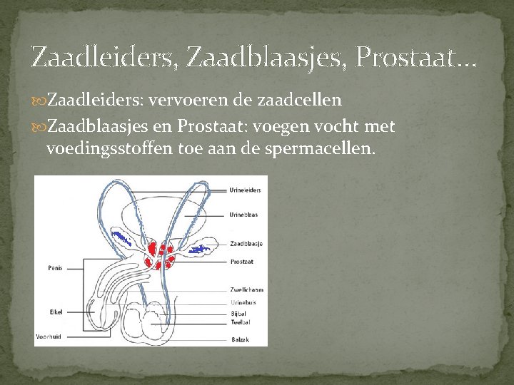 Zaadleiders, Zaadblaasjes, Prostaat… Zaadleiders: vervoeren de zaadcellen Zaadblaasjes en Prostaat: voegen vocht met voedingsstoffen