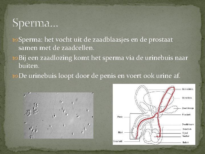 Sperma… Sperma: het vocht uit de zaadblaasjes en de prostaat samen met de zaadcellen. Sperma… Sperma: het vocht uit de zaadblaasjes en de prostaat samen met de zaadcellen.