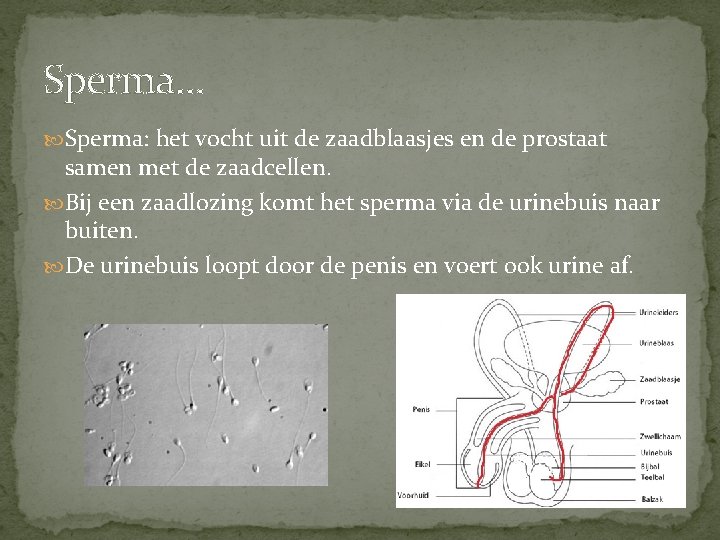 Sperma… Sperma: het vocht uit de zaadblaasjes en de prostaat samen met de zaadcellen.