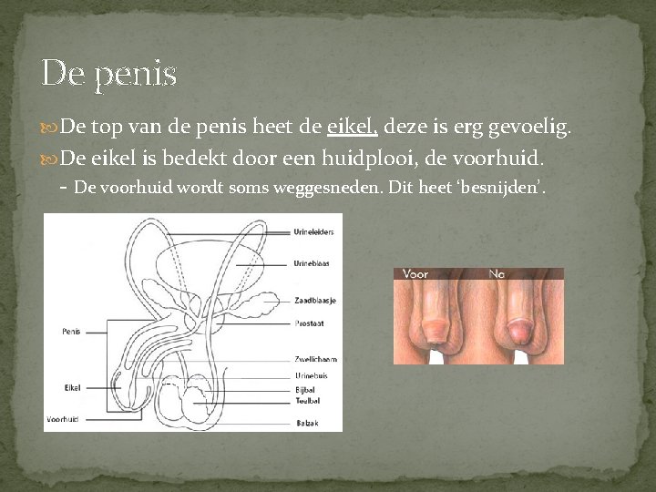 De penis De top van de penis heet de eikel, deze is erg gevoelig.