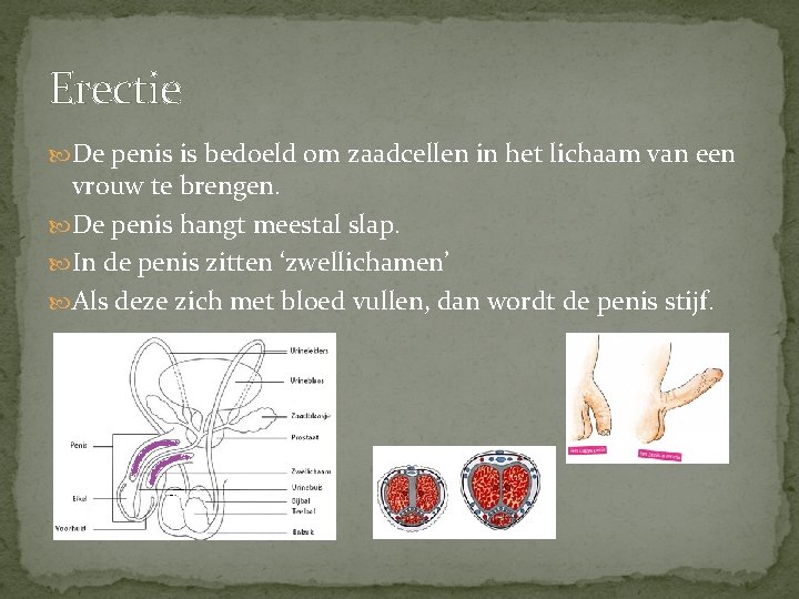 Erectie De penis is bedoeld om zaadcellen in het lichaam van een vrouw te