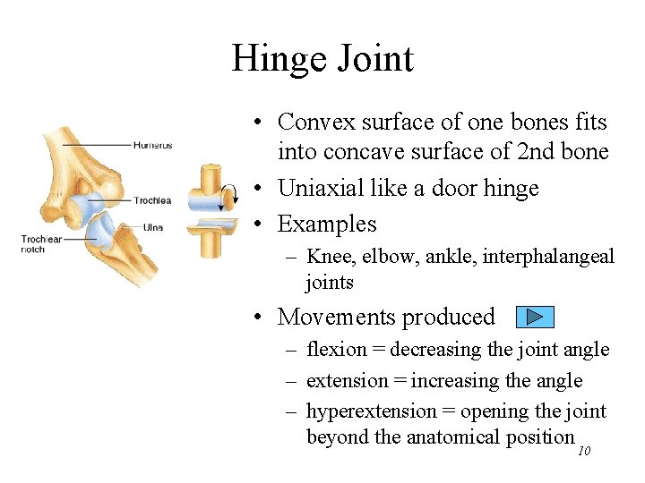 Hinge Joint • Convex surface of one bones fits into concave surface of 2