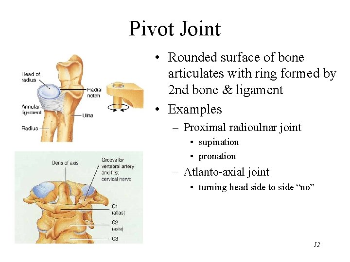 Pivot Joint • Rounded surface of bone articulates with ring formed by 2 nd