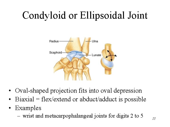 Condyloid or Ellipsoidal Joint • Oval-shaped projection fits into oval depression • Biaxial =