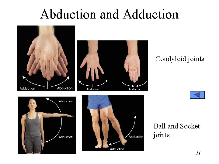 Abduction and Adduction Condyloid joints Ball and Socket joints 14 