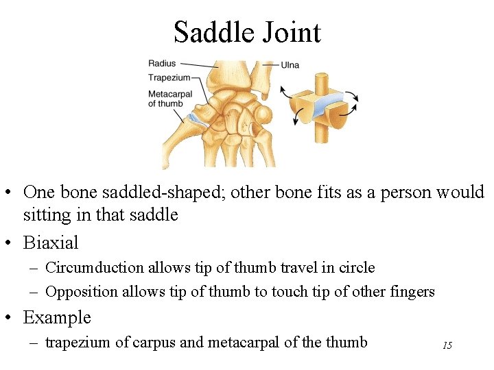 Saddle Joint • One bone saddled-shaped; other bone fits as a person would sitting
