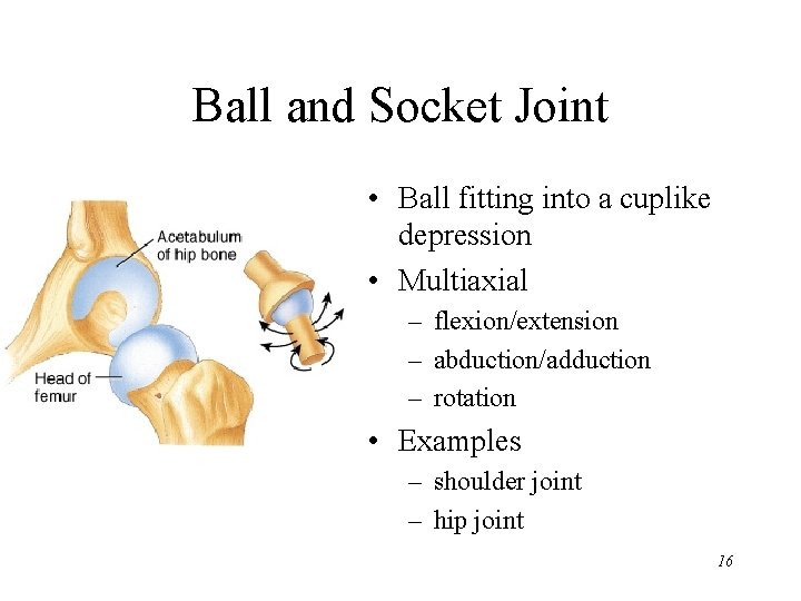 Ball and Socket Joint • Ball fitting into a cuplike depression • Multiaxial –