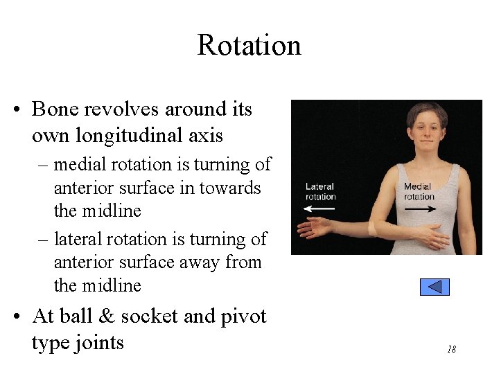 Rotation • Bone revolves around its own longitudinal axis – medial rotation is turning