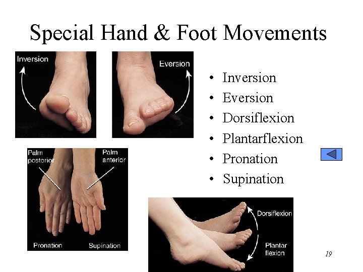 Special Hand & Foot Movements • • • Inversion Eversion Dorsiflexion Plantarflexion Pronation Supination
