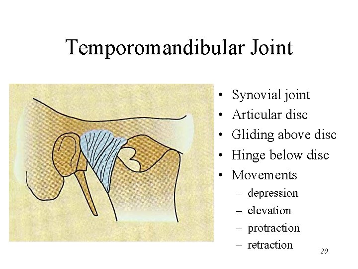 Temporomandibular Joint • • • Synovial joint Articular disc Gliding above disc Hinge below