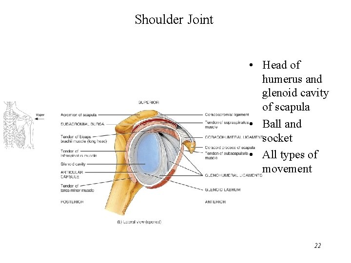 Shoulder Joint • Head of humerus and glenoid cavity of scapula • Ball and