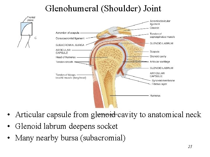 Glenohumeral (Shoulder) Joint • Articular capsule from glenoid cavity to anatomical neck • Glenoid