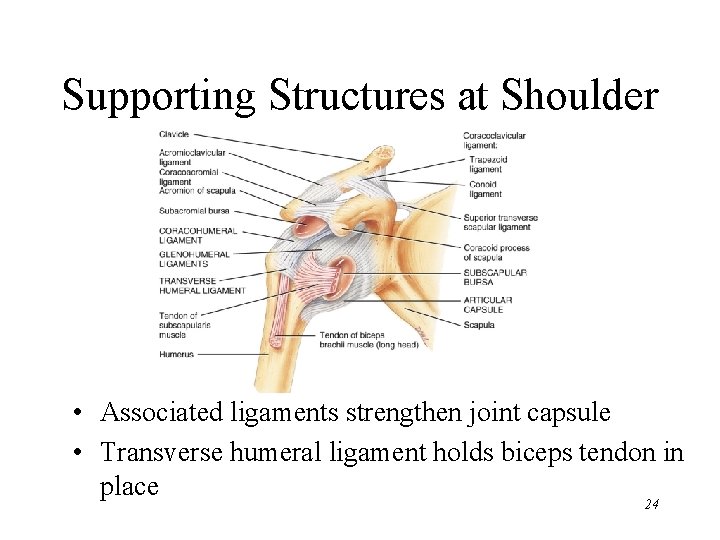 Supporting Structures at Shoulder • Associated ligaments strengthen joint capsule • Transverse humeral ligament