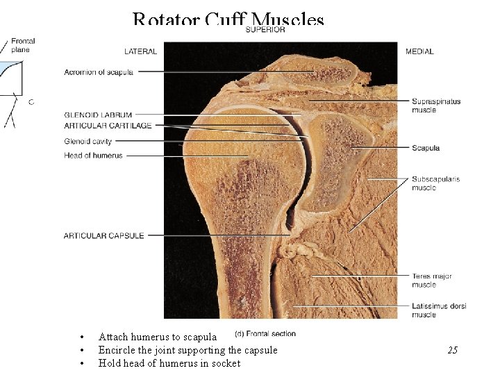 Rotator Cuff Muscles • • • Attach humerus to scapula Encircle the joint supporting