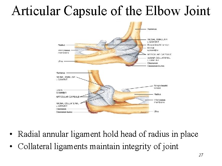 Articular Capsule of the Elbow Joint • Radial annular ligament hold head of radius