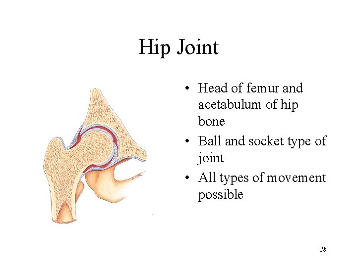 Hip Joint • Head of femur and acetabulum of hip bone • Ball and