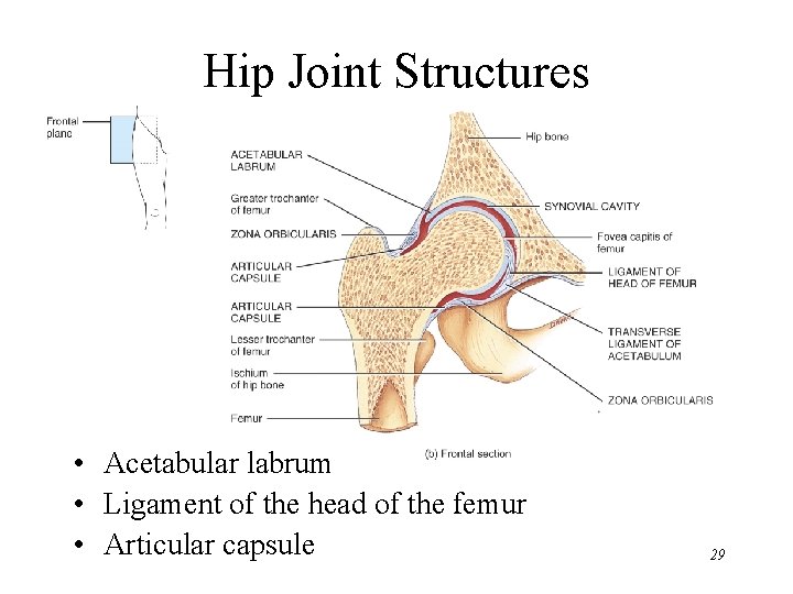 Hip Joint Structures • Acetabular labrum • Ligament of the head of the femur