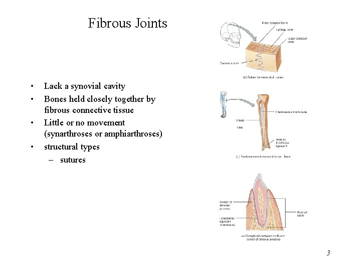 Fibrous Joints • • Lack a synovial cavity Bones held closely together by fibrous