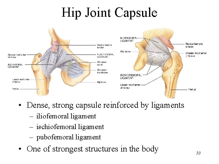 Hip Joint Capsule • Dense, strong capsule reinforced by ligaments – iliofemoral ligament –