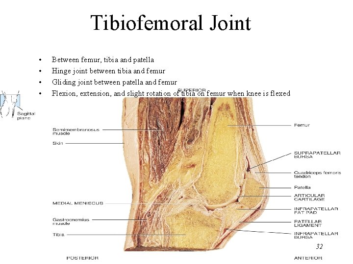 Tibiofemoral Joint • • Between femur, tibia and patella Hinge joint between tibia and