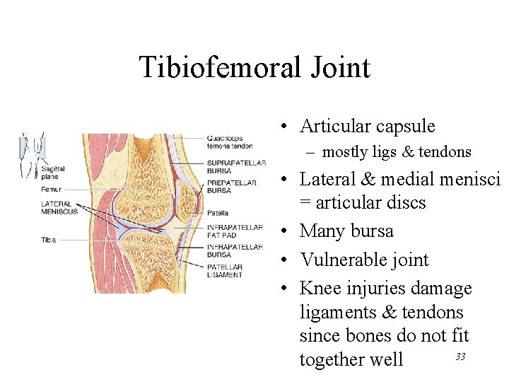 Tibiofemoral Joint • Articular capsule – mostly ligs & tendons • Lateral & medial