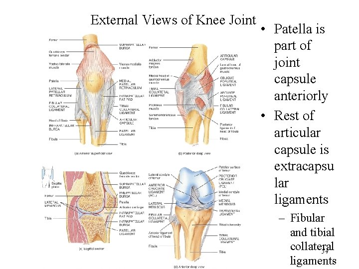 External Views of Knee Joint • Patella is part of joint capsule anteriorly •
