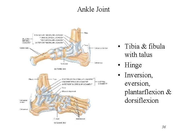 Ankle Joint • Tibia & fibula with talus • Hinge • Inversion, eversion, plantarflexion