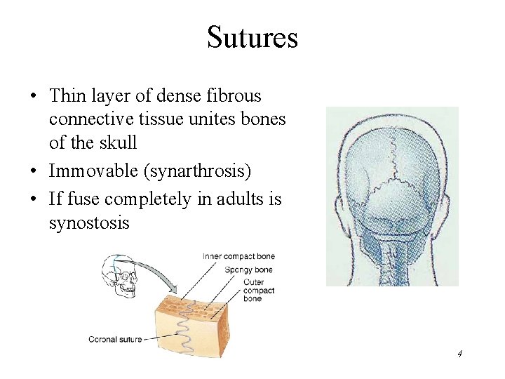 Sutures • Thin layer of dense fibrous connective tissue unites bones of the skull