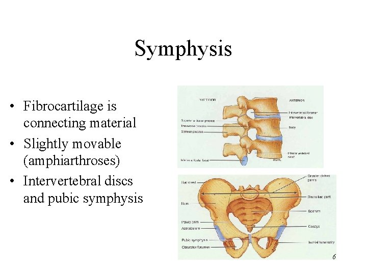Symphysis • Fibrocartilage is connecting material • Slightly movable (amphiarthroses) • Intervertebral discs and