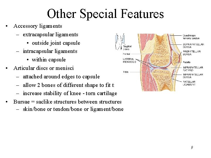 Other Special Features • Accessory ligaments – extracapsular ligaments • outside joint capsule –