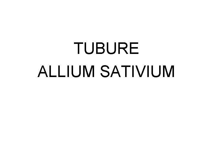 TUBURE ALLIUM SATIVIUM 