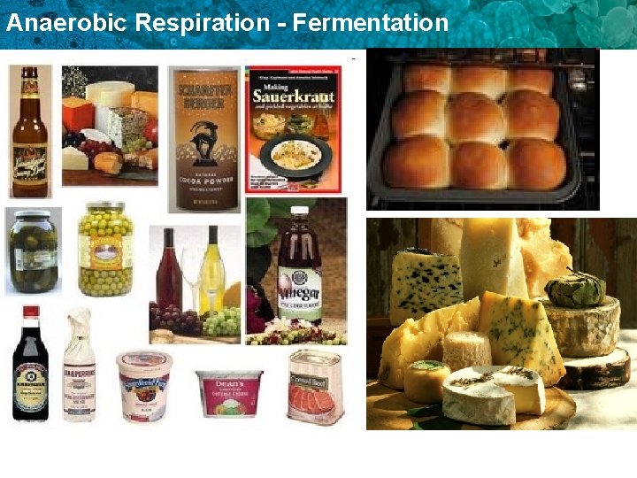 Anaerobic Respiration - Fermentation 