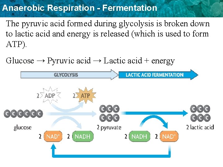 Anaerobic Respiration - Fermentation The pyruvic acid formed during glycolysis is broken down to