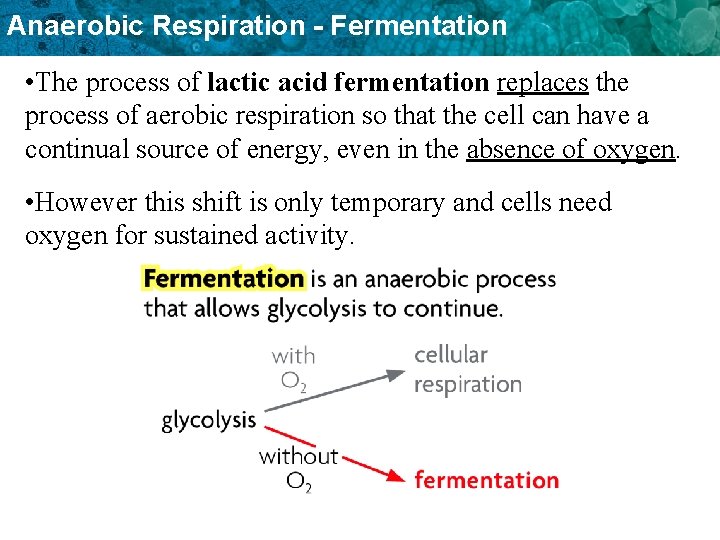 Anaerobic Respiration - Fermentation • The process of lactic acid fermentation replaces the process