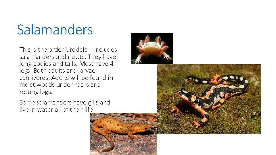 Salamanders This is the order Urodela – includes salamanders and newts. They have long