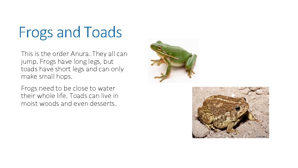 Frogs and Toads This is the order Anura. They all can jump. Frogs have