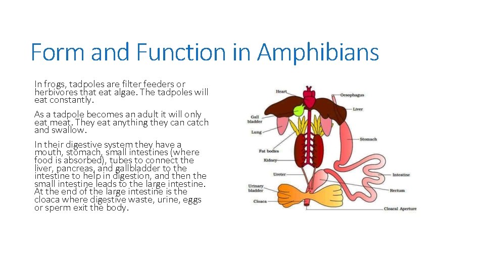 Form and Function in Amphibians In frogs, tadpoles are filter feeders or herbivores that