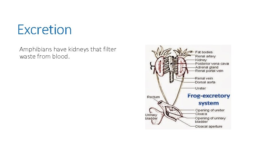 Excretion Amphibians have kidneys that filter waste from blood. 