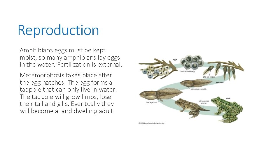 Reproduction Amphibians eggs must be kept moist, so many amphibians lay eggs in the