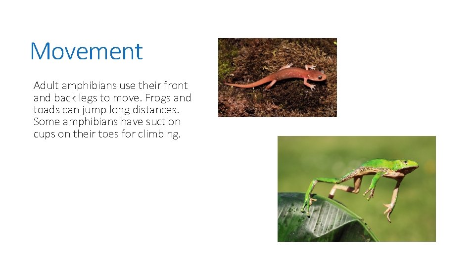 Movement Adult amphibians use their front and back legs to move. Frogs and toads