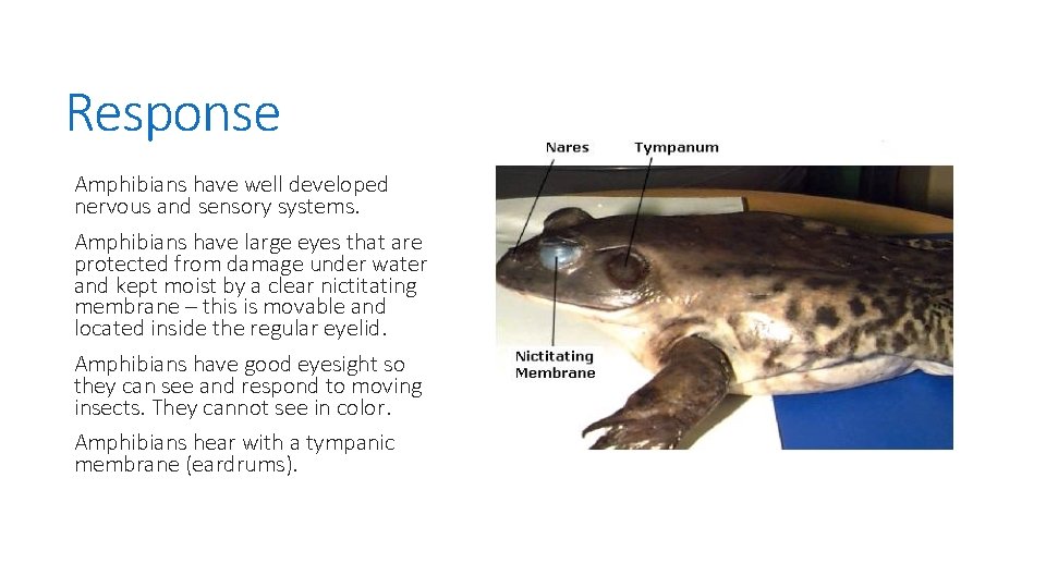Response Amphibians have well developed nervous and sensory systems. Amphibians have large eyes that
