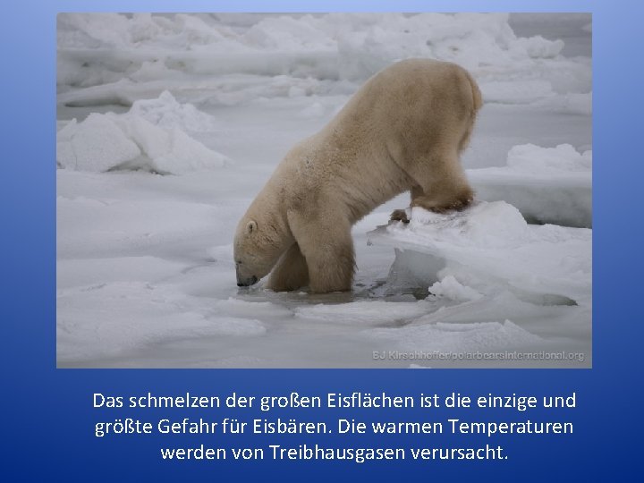 Das schmelzen der großen Eisflächen ist die einzige und größte Gefahr für Eisbären. Die